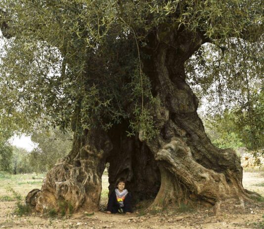 Oliveres mil·lenàries, per Ester Borràs Giol