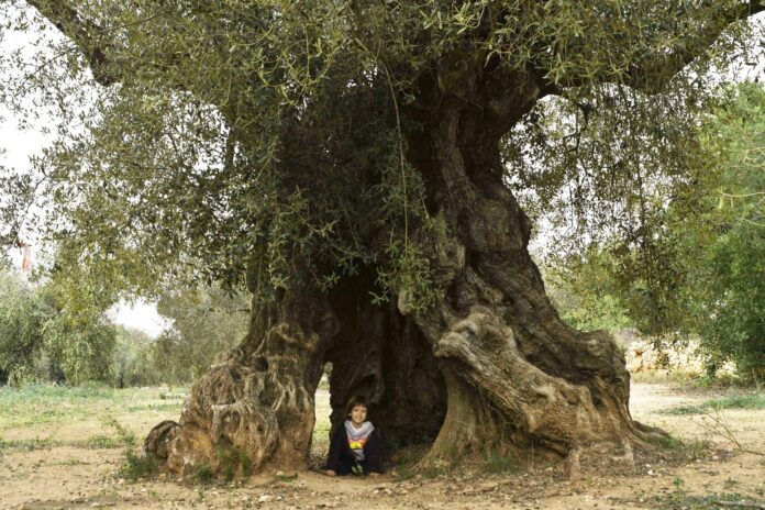 Oliveres mil·lenàries, per Ester Borràs Giol