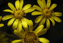 Ligulària (Farfugium japonicum), per Pep Aguadé