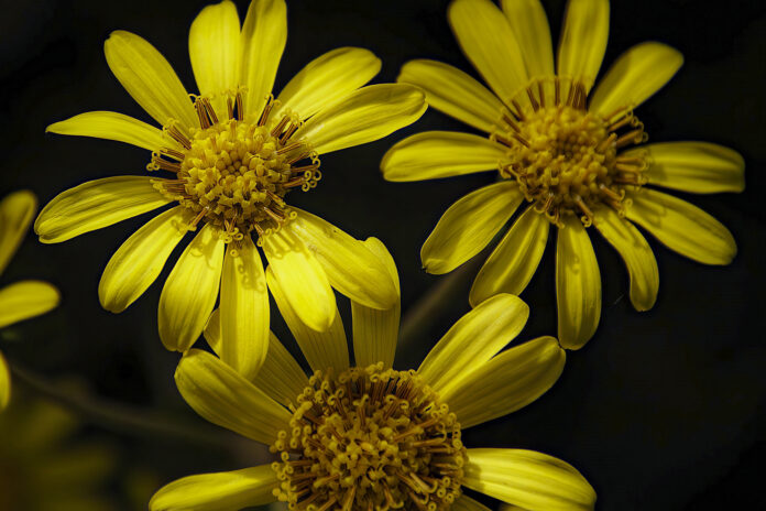 Ligulària (Farfugium japonicum), per Pep Aguadé