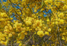 Mimosa blava (Acacia saligna), per Pep Aguadé