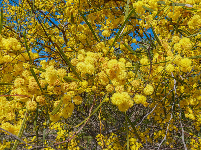 Mimosa blava (Acacia saligna), per Pep Aguadé