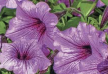 Petúnia (Petunia hybrida)