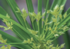 Papir. Paraigüets (Cyperus alternifolius)