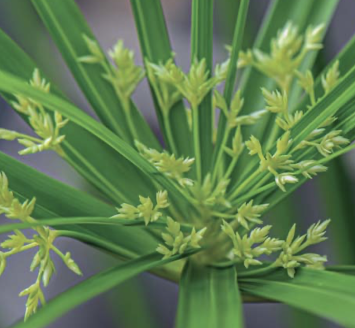 Papir. Paraigüets (Cyperus alternifolius)