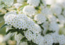 Espirea. Arbre nevat (Spiraea cantoniensis)