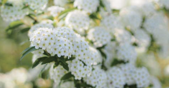 Espirea. Arbre nevat (Spiraea cantoniensis)