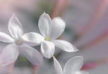 Gessamí comú. (Jasminum officinale)