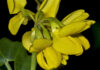 Coronilla valentina