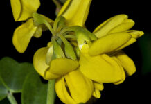 Coronilla valentina