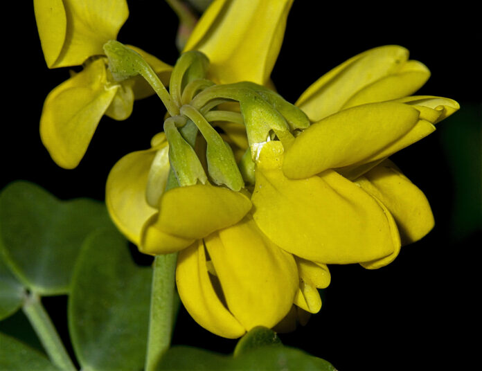 Coronilla valentina