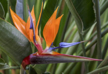 Strelitzia reginae