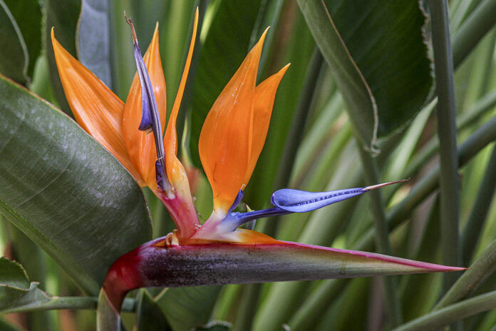 Strelitzia reginae