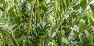 Zamioculca (Zamioculcas zamiifolia)