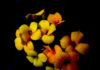 Kalanchoe (Kalanchoe blossfeldiana)