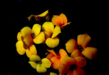 Kalanchoe (Kalanchoe blossfeldiana)