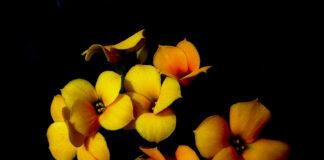 Kalanchoe (Kalanchoe blossfeldiana)