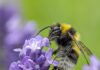 Espígol (Lavandula angustifolia)