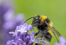 Espígol (Lavandula angustifolia)