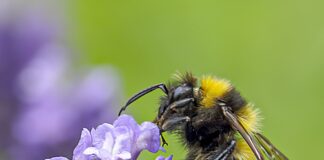 Espígol (Lavandula angustifolia)