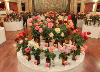 79è Concurs Exposició Nacional de Roses