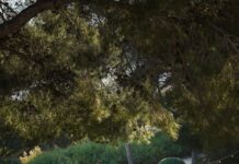 INFINITUM acull la 2a Fira del Vi i Gastronomia