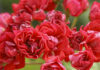 El gerani (Pelargonium)