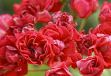 El gerani (Pelargonium)