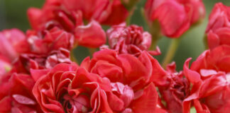 El gerani (Pelargonium)