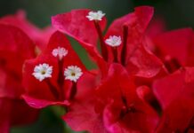 Buguenvíl·lia (Bougainvillea spp.)