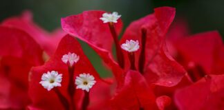 Buguenvíl·lia (Bougainvillea spp.)