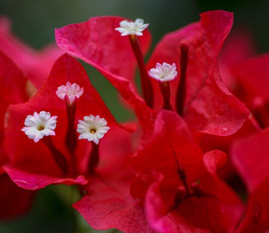 Buguenvíl·lia (Bougainvillea spp.)