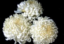Crisantem (Chrysanthemum × morifolium)