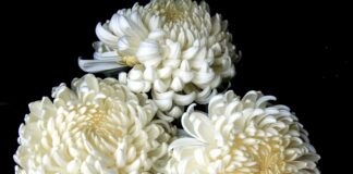 Crisantem (Chrysanthemum × morifolium)